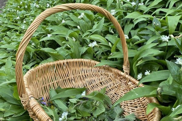 Wild Seasons Foraging