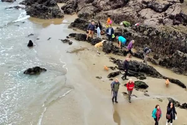 Coastal Foraging