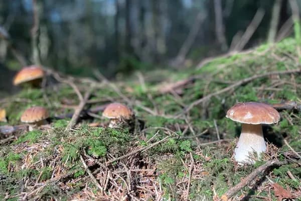 Grown up Mushrooms