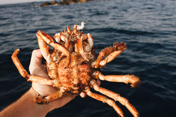 Underwater Foraging